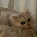 TORCH mayuのプロフィール画像