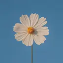 NOA lashes 堀のプロフィール画像