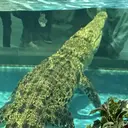 iinuma miyuのプロフィール画像