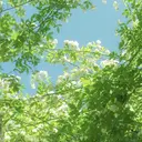 Mi raのプロフィール画像