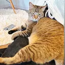 雲の上のヒツジ達久米 赤松のプロフィール画像