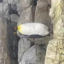 🌼 Alinaのプロフィール画像