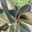 アイブロウサロン A LEAFのプロフィール画像