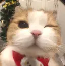 Hanni ハンのプロフィール画像