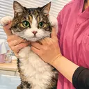 💙🐈 ayaのプロフィール画像