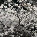 押久保 万結のプロフィール画像