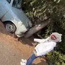 pixie bob AIRIのプロフィール画像