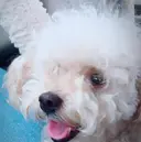 🐥ヘアセット🐥 🐥具志🐥のプロフィール画像