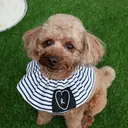 Mira Harukaのプロフィール画像