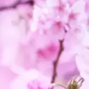 Yoshi .cのプロフィール画像