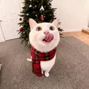 H anaのプロフィール画像