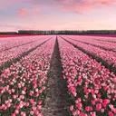 lovit ラビットのプロフィール画像