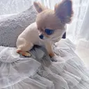 黒田 セルフホワイトニングのプロフィール画像