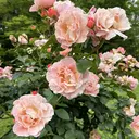 Gomi .のプロフィール画像