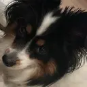 望月 丹登のプロフィール画像