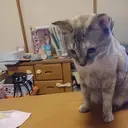 ゴトウ チヅルのプロフィール画像