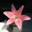 柚 ˖ ࣪⊹のプロフィール画像