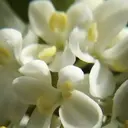 ごとう ひらりのプロフィール画像