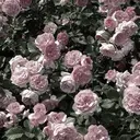 yuri ︎✦︎︎︎.。のプロフィール画像