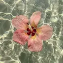 カラー / のんのプロフィール画像