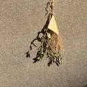 アイブロウ 🫧misakiのプロフィール画像