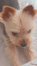 SweetOlive 　 Akaneのプロフィール画像