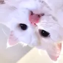 ému .Otohaのプロフィール画像