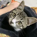 T Momoのプロフィール画像