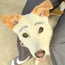 こまつ ななのプロフィール画像