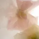 柚 ˖ ࣪⊹のプロフィール画像