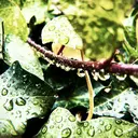 大本 希美花のプロフィール画像