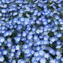 Silk by Bianca 柳🐕のプロフィール画像