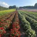 アプレラプリュイ azuのプロフィール画像