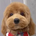 平野 麻帆のプロフィール画像