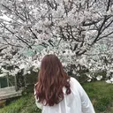 the MAISS / HONOKAのプロフィール画像