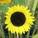 みつい みなのプロフィール画像