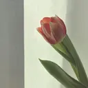 はなねいる Hananailのプロフィール画像