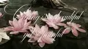 赤みの消えたベージュ ハッシュカット/セナのプロフィール画像