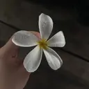 Allure miuのプロフィール画像