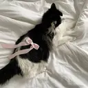 yamane homareのプロフィール画像