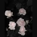 eye mor 杉野のプロフィール画像