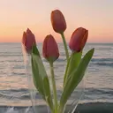 🐷Bello 田中 安優奈🐷のプロフィール画像