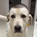 Barber✂︎ Yutaroのプロフィール画像