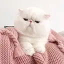 ura♡‎/茶屋町 /ショート/ボブのプロフィール画像