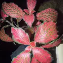 NERO　清水 美琴のプロフィール画像