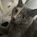 sakurabrow 京橋のプロフィール画像