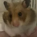 なかむら あいりのプロフィール画像