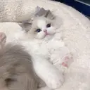 🦋joieange .𝑵𝑶𝑨🦋のプロフィール画像