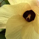 フロー 小熊のプロフィール画像