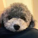 GRAND フルハシのプロフィール画像